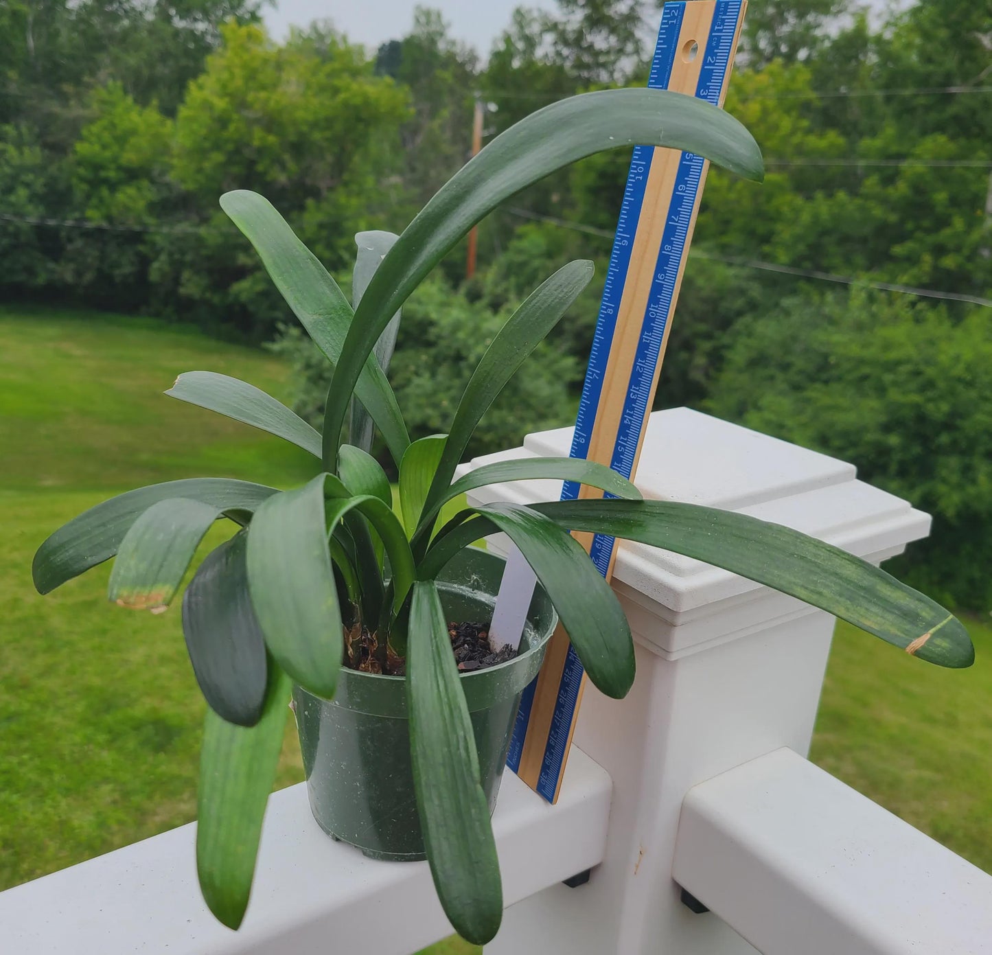 Clivia interspecific hybrid seedling cross (Natal Yellow x Tetraploid Yellow) x One Love and Natal Yellow x One Love Pink/Bronze 4-5 leaves one plant