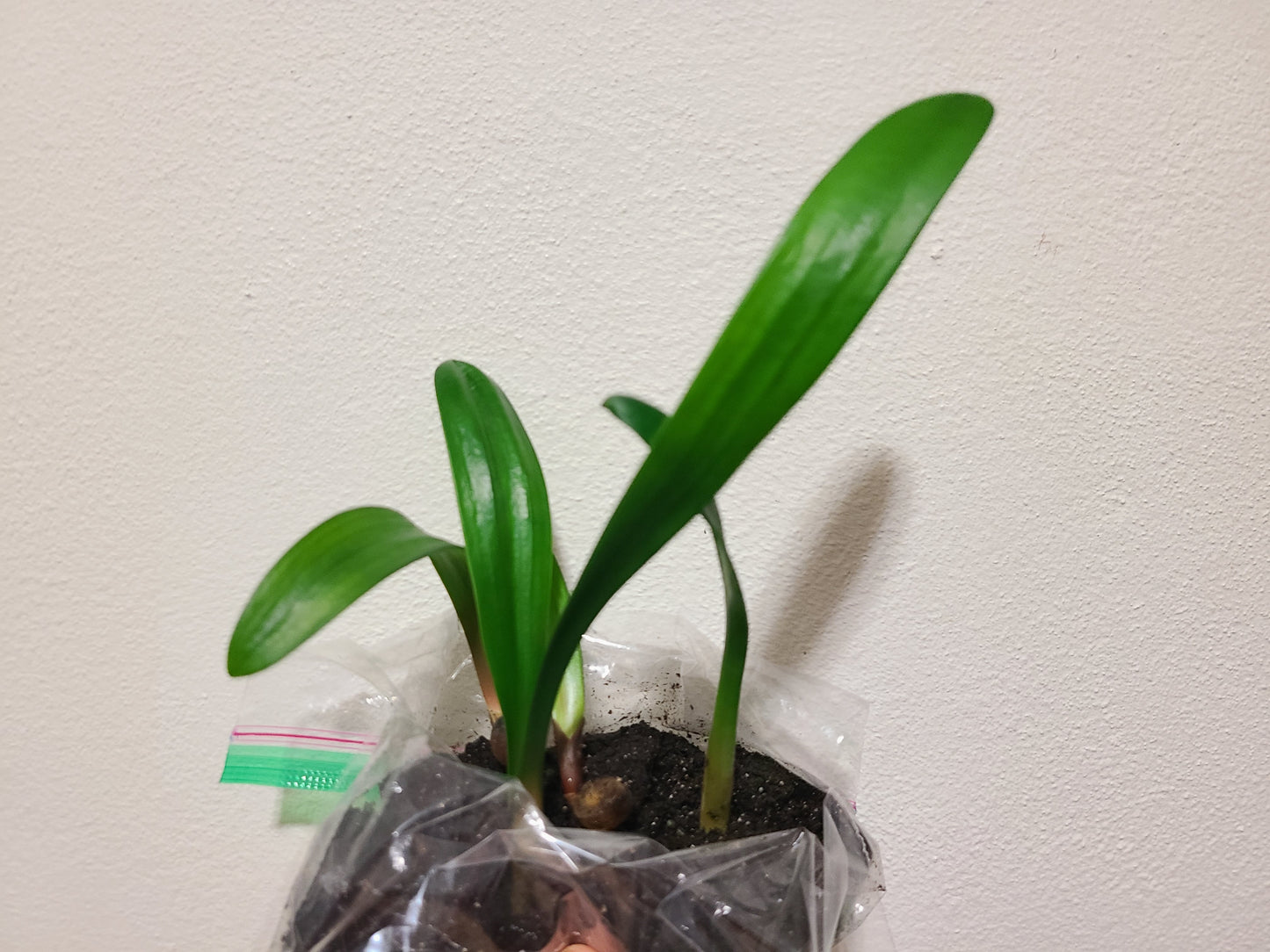 Clivia interspecific seedling MvS Belgian Bronze x unnamed pendulant clivia 4-6 inches tall one plant