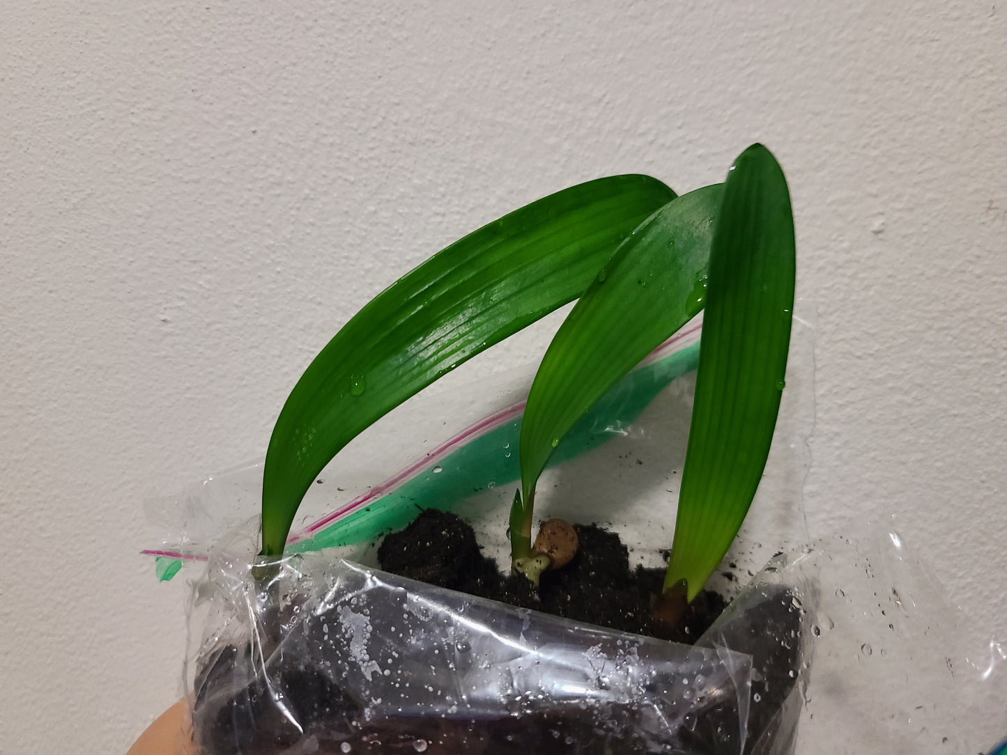 Clivia interspecific seedling PS Gunston x Baku Bronze 3-5 inches tall one plant