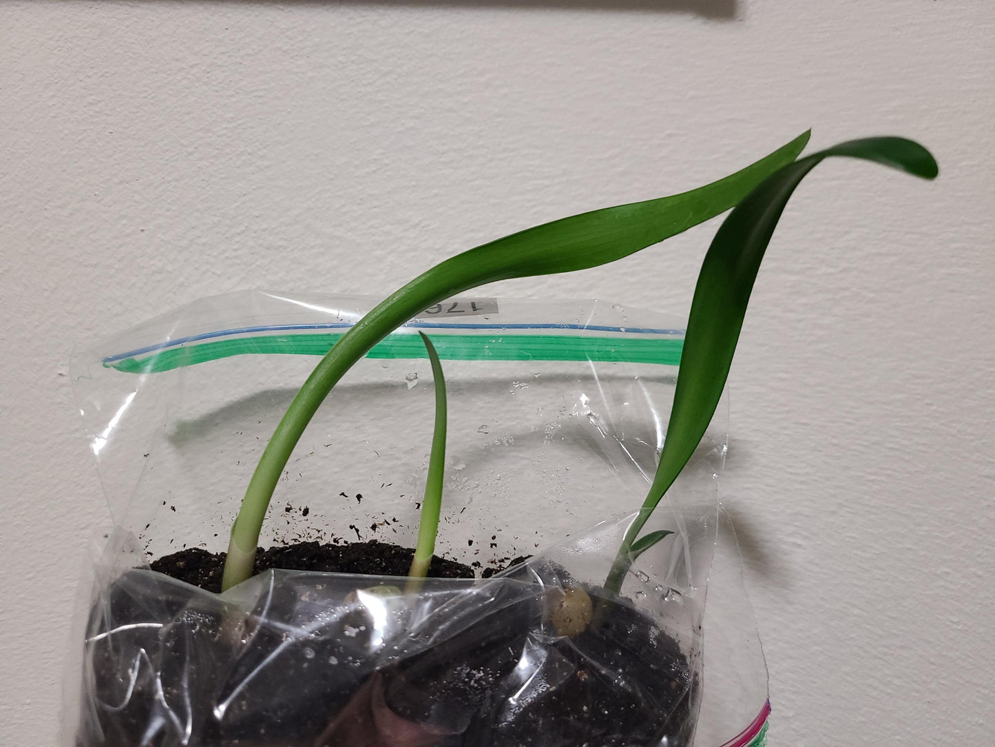 Clivia interspecific seedling crossed Adele 2 x Cirque du soleil 4-5 inches tall one plant