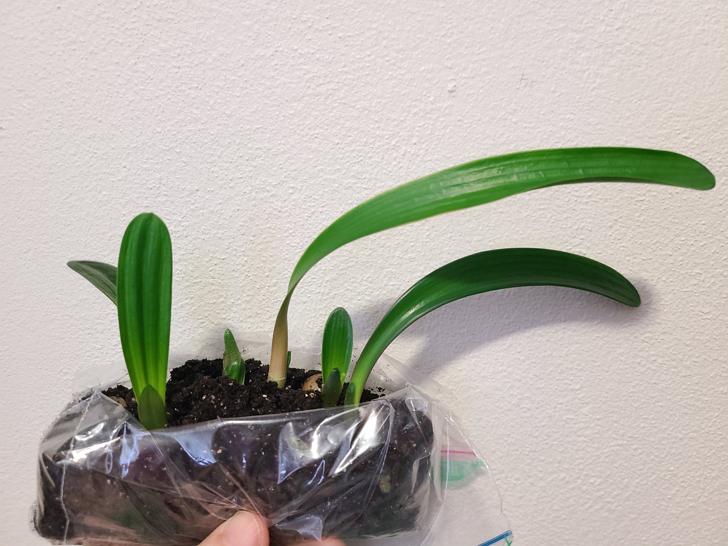 Clivia Bijou Doux x Naude Peach 4-6 inches tall one plant