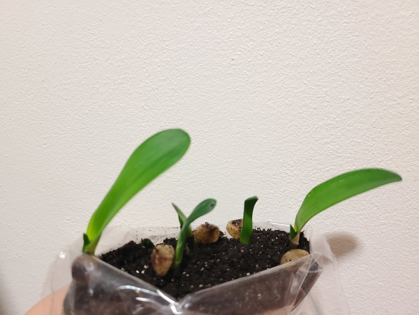 Clivia seedling (Blushing Virgin x Virgin Blush) x (Hilton Atherstone BV Awesome) 2.5-3 inches tall one plant