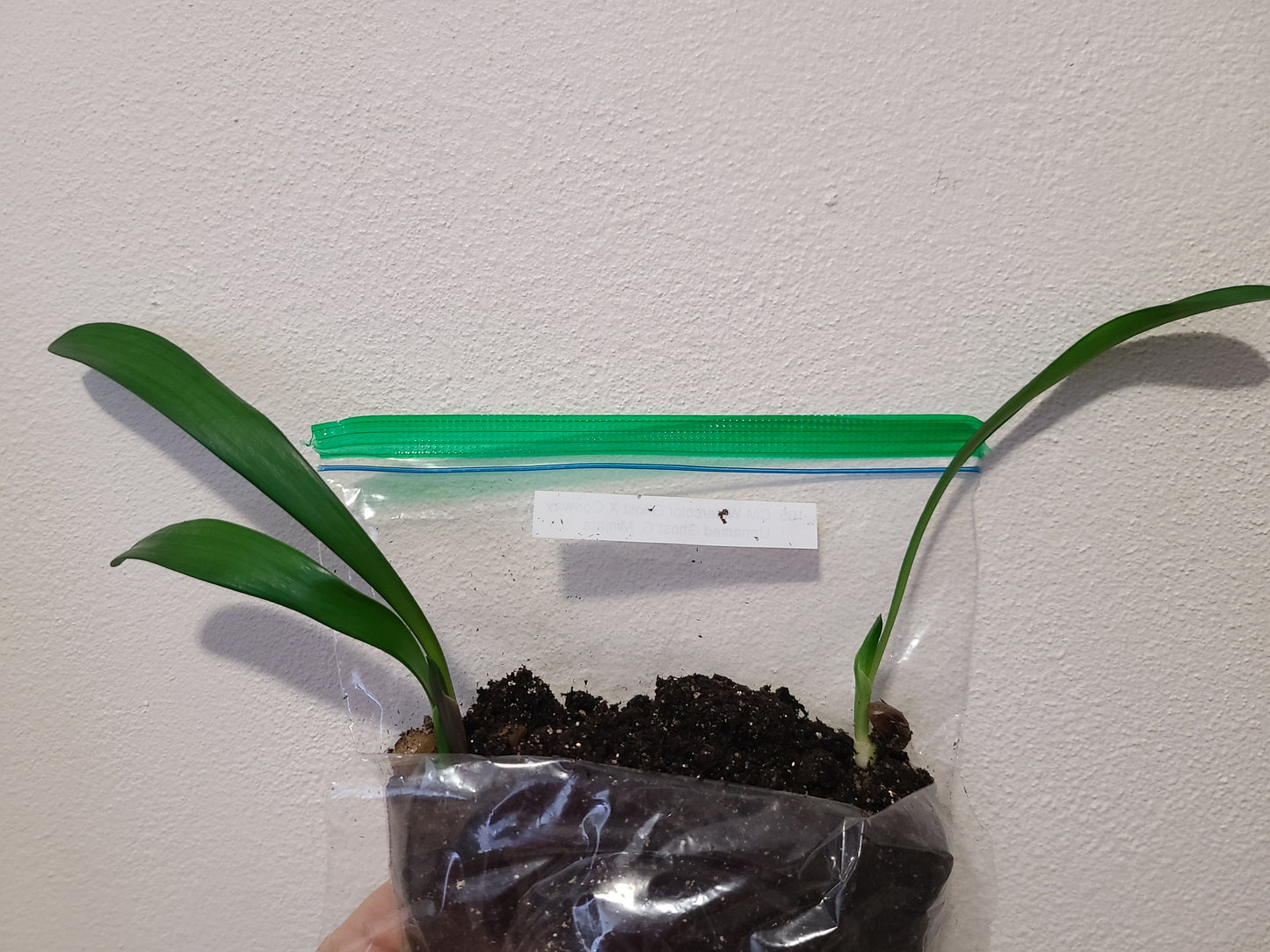 Clivia seedling C. Malan Water-colour Ghost x Conway Unnamed Ghost 4-6 inches tall one plant