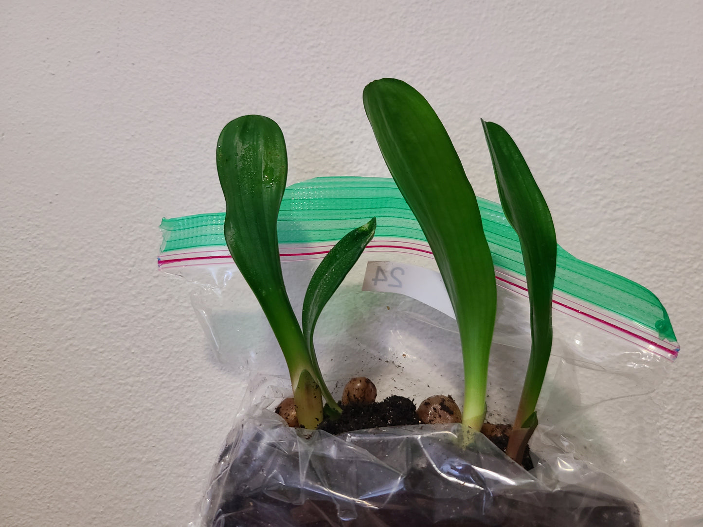 Clivia seedling Dark Orange x Rose Super Multi tepal 4-5 inches tall one plant