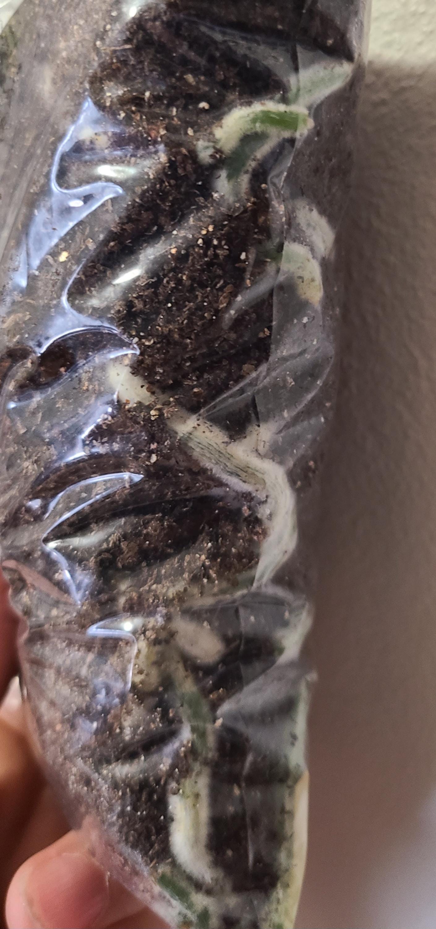 Clivia seedling Eddie Pang Chinese Blush x Chinois Lambda compact broad leaf 4-5 inches tall one plant