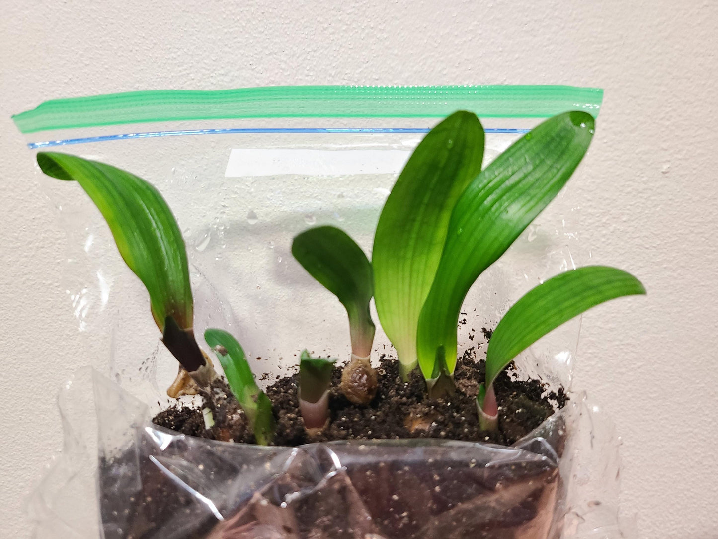 Clivia seedling Green Mamba x Cameo 3-4 inches tall one plant
