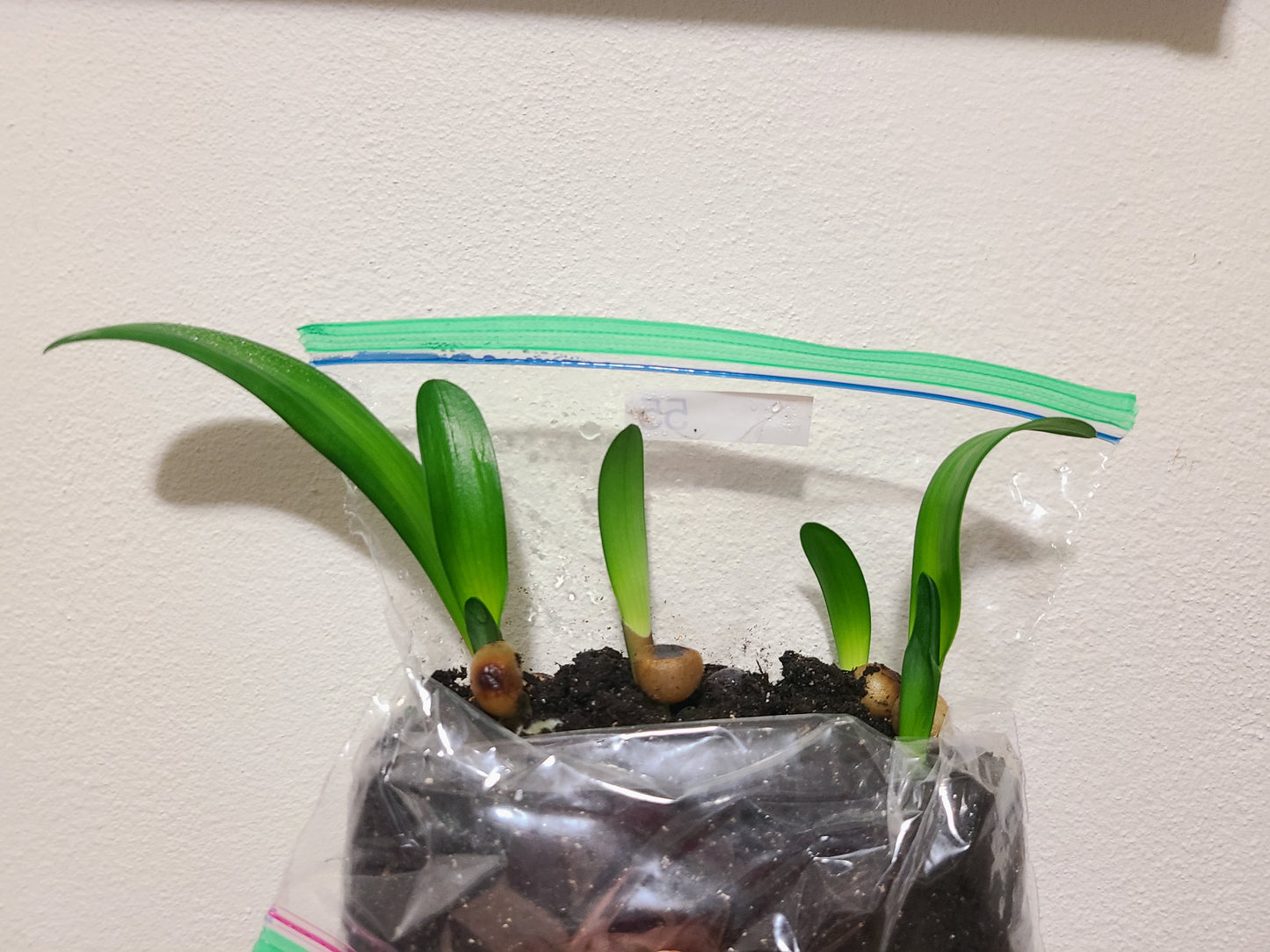 Clivia seedling La Vierge x Blushing Virgin 3-5 inches tall one plant