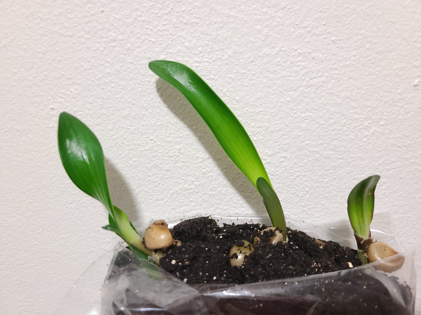 Clivia seedling Ma Cherie x Blushing Virgin 3-4 inches tall one plant