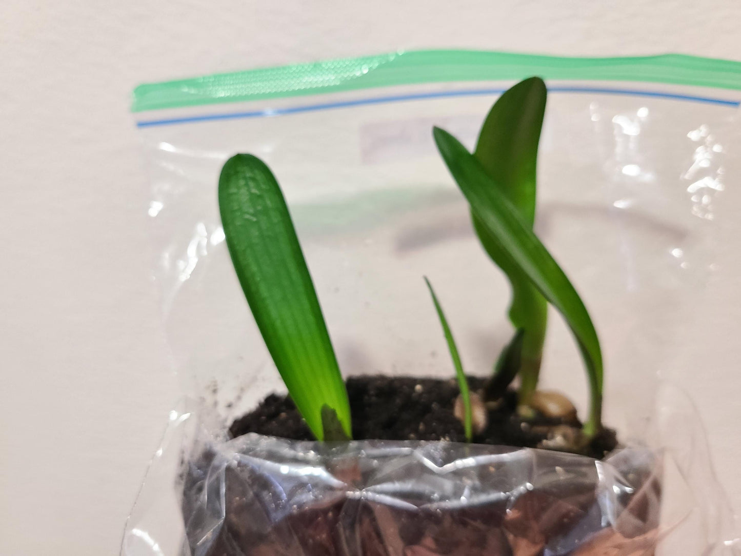 Clivia seedling Pink 9354 x Blushing Virgin 3-5 inches tall one plant