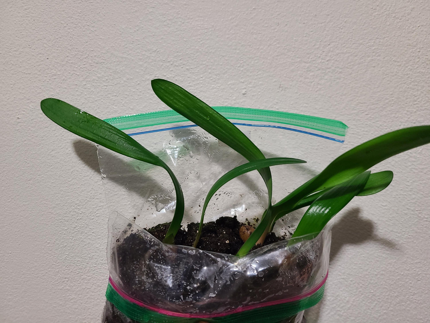 Clivia seedling Touch of Class F1 x J vd Linde's BGT MT 5-6 inches tall one plant