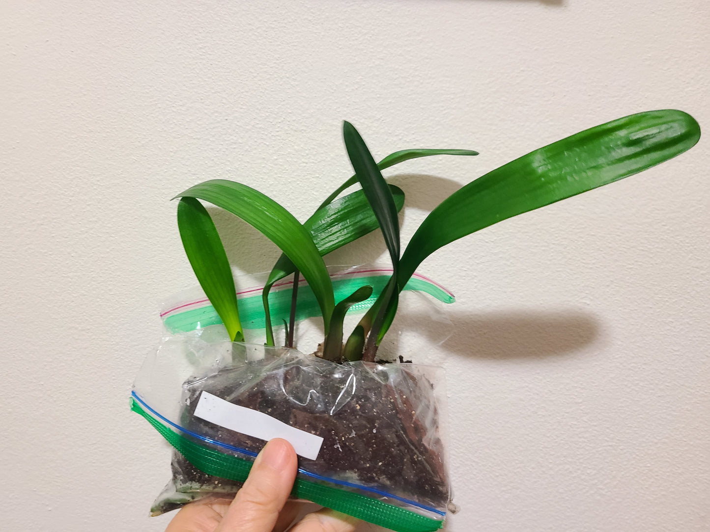 Clivia seedling Touch of Class x Self x Touch of Class 5-7 inches tall one plant