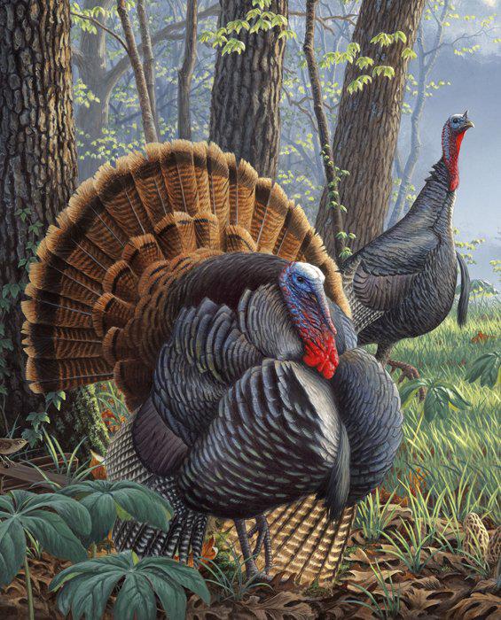 David Textiles Digital Prints JQ-0069-9C-1 Multi Wild Turkey 36" x 44" Panel