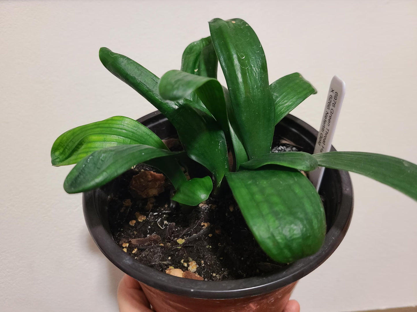 Clivia seedlings Green Throat Hattori x Nefertiti Gold 2 leaves 4-5 inches tall one plant