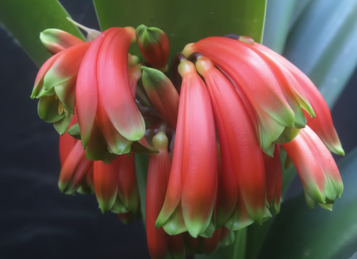 Clivia Robusta Seedling 4-7 inches tall one plant