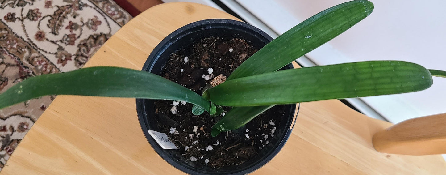 Clivia seedling scented beautiful pink peach Melba Peach x self with fragrance 2 leaves 6 inches tall one plant