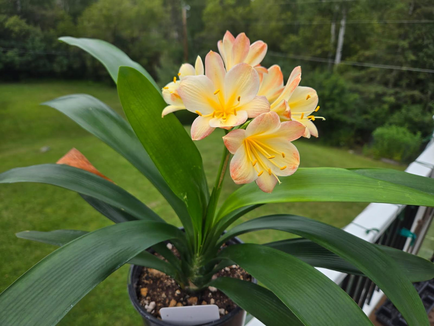Clivia fresh seeds Hattori bicolor 4s x Hattori Tyra 3 fresh seeds (not plants) one plant
