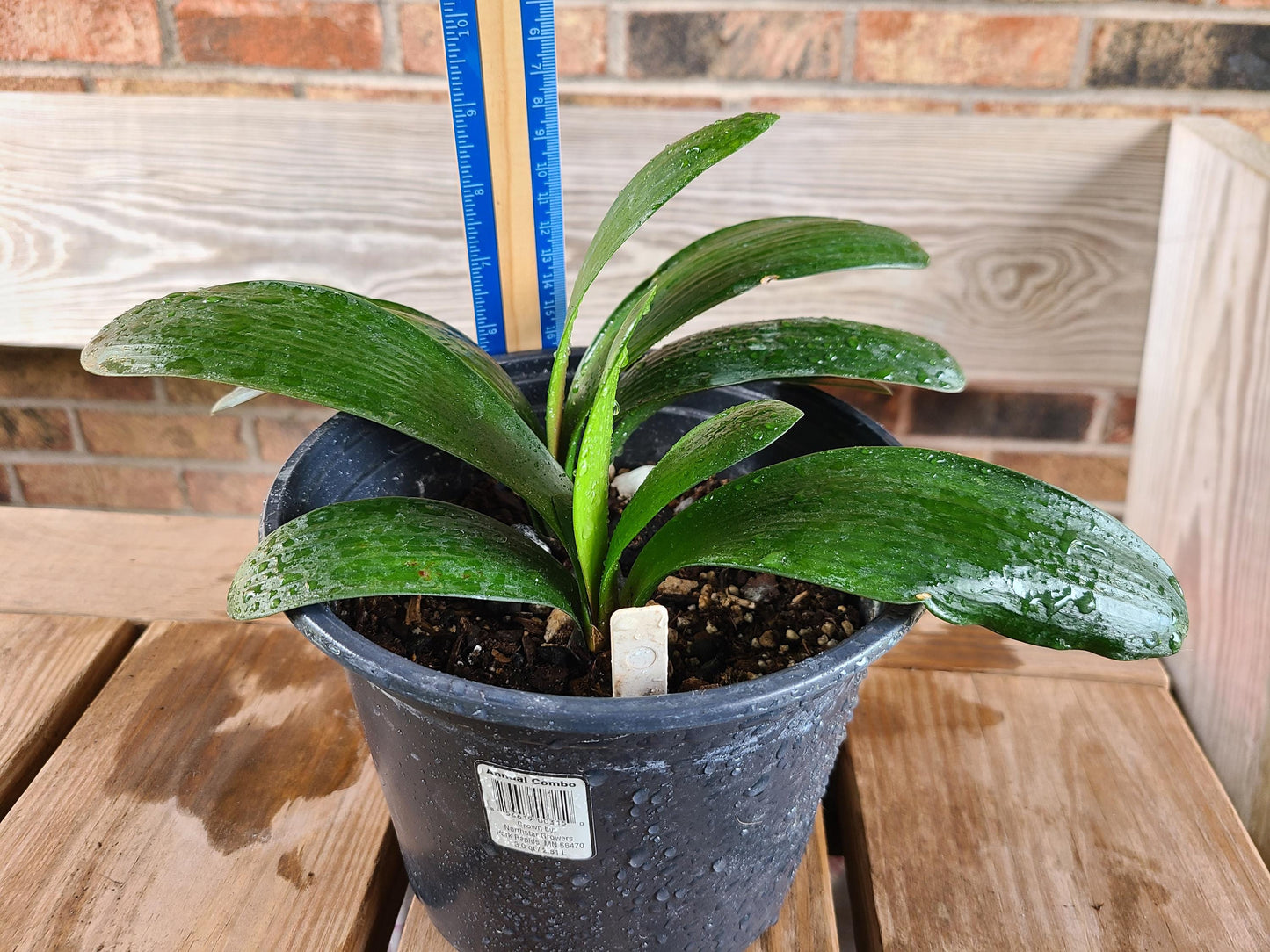 Clivia bush lily young Japanese Daruma compact plant orange great gift one vigorous plant one plant