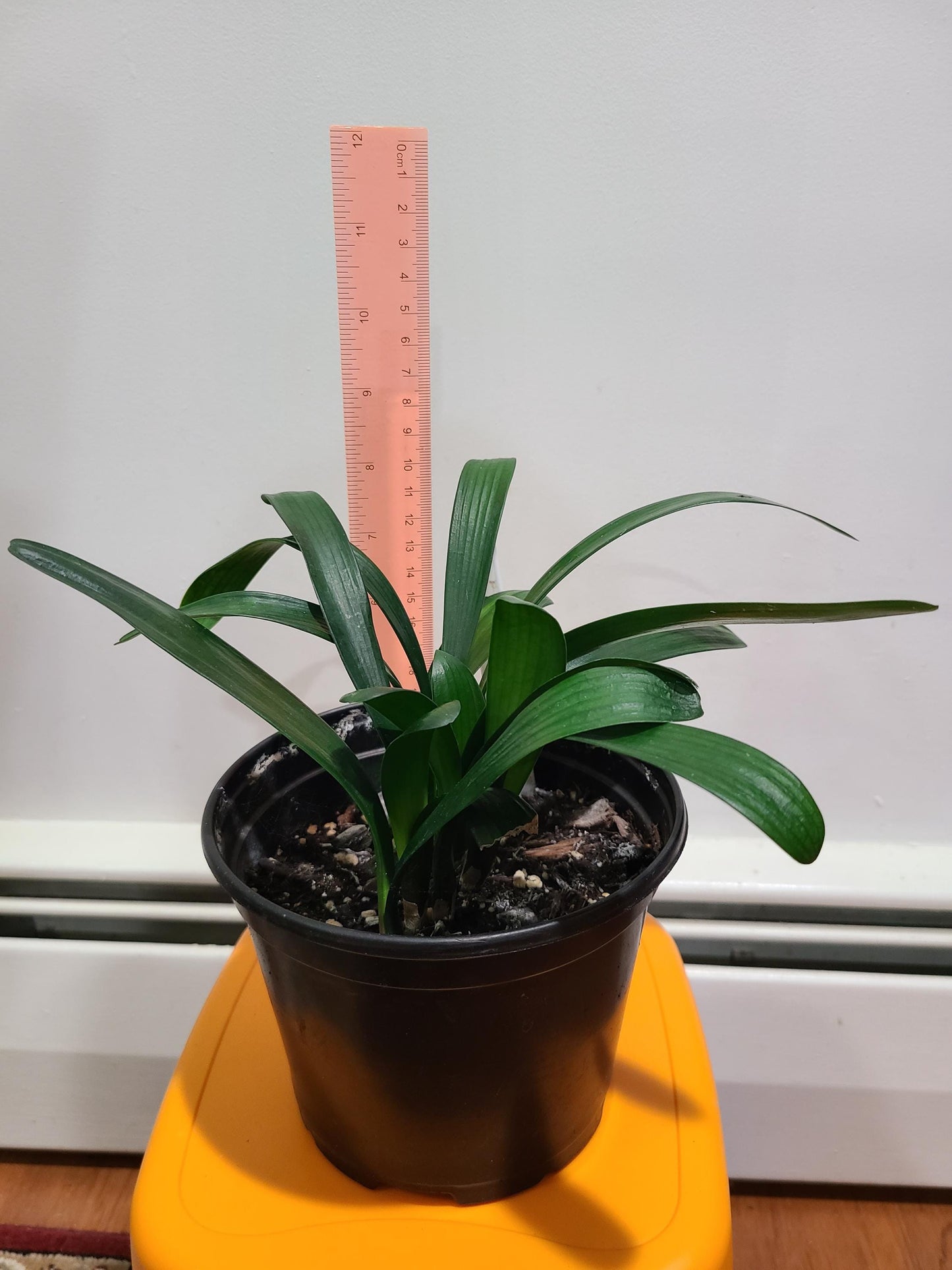 Clivia seedling cross between Chinese Picotee and Nefertiti Gold 4-6 inches tall one plant