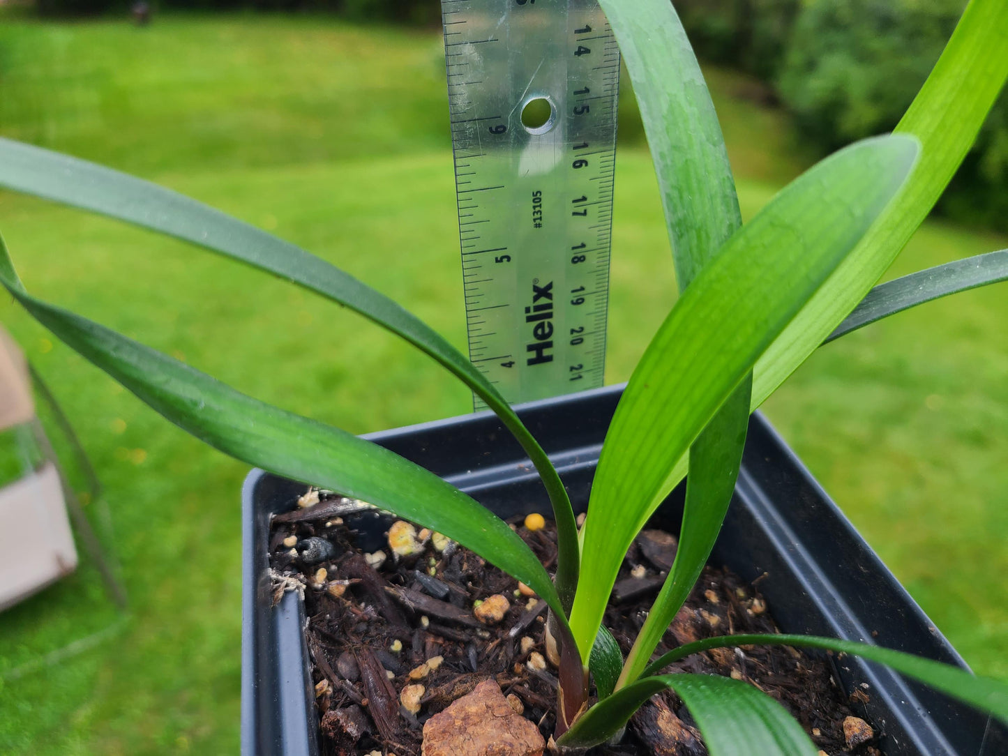 Clivia interspecific hybrid seedling Nimbicola x yellow drop 3-4 leaves one plant