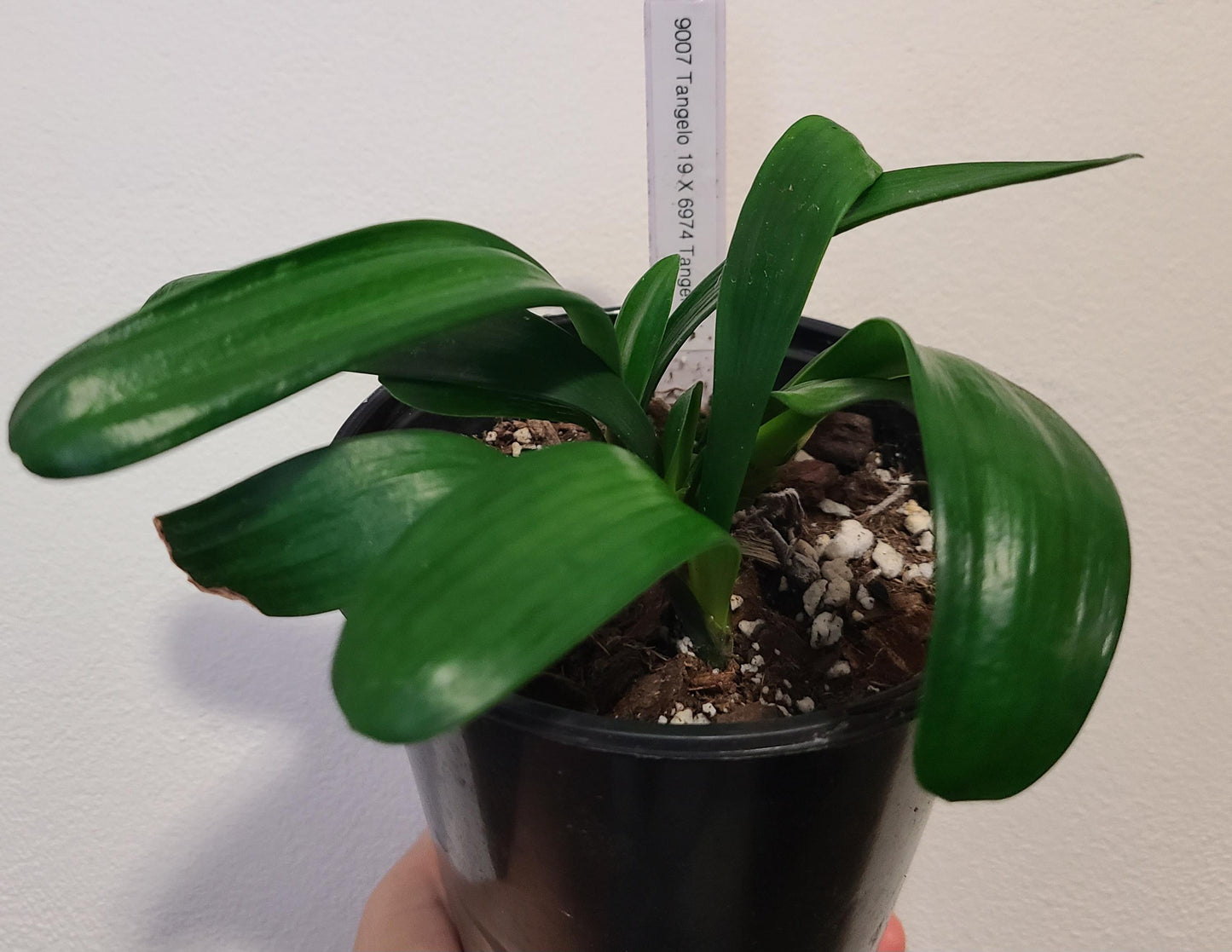 Clivia seedling cross between Tangelos 3-4 leaves one plant