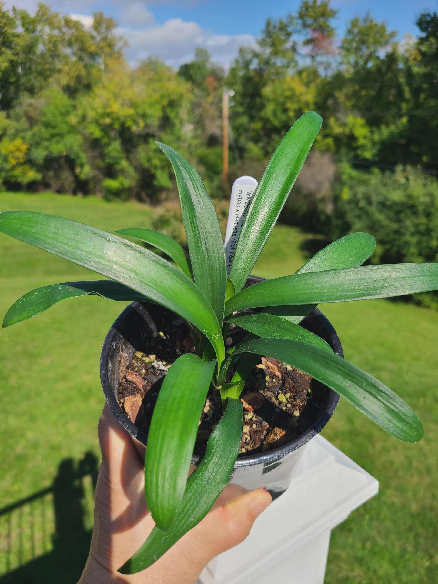 Clivia seedling cross (Nakamura yellow hybrid X Henriette Stroh peach) X 'P.H.P.' open pollinated 3-4 leaves one plant