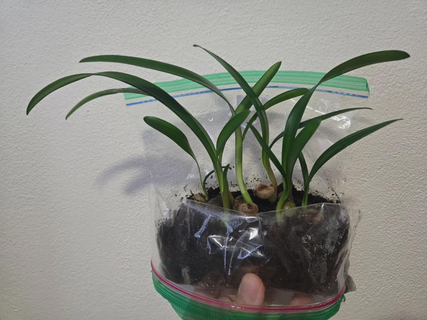 Clivia caulescens seedling heat pack priority shipping one plant