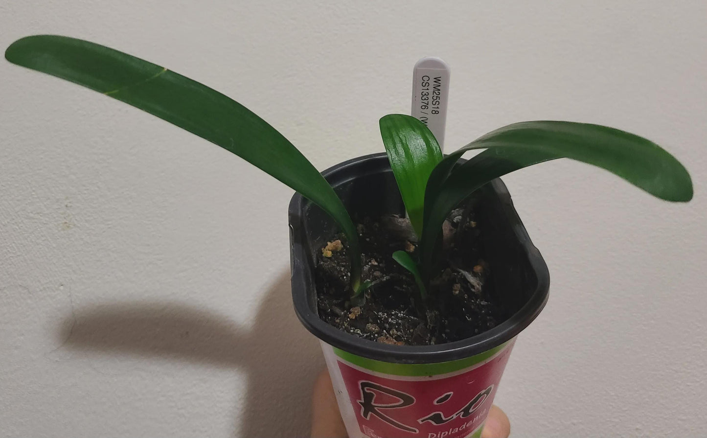 Clivia cross between 'White Lips' X (pattern X orange) open pollinated 2 leaves 4-5 inches tall one plant
