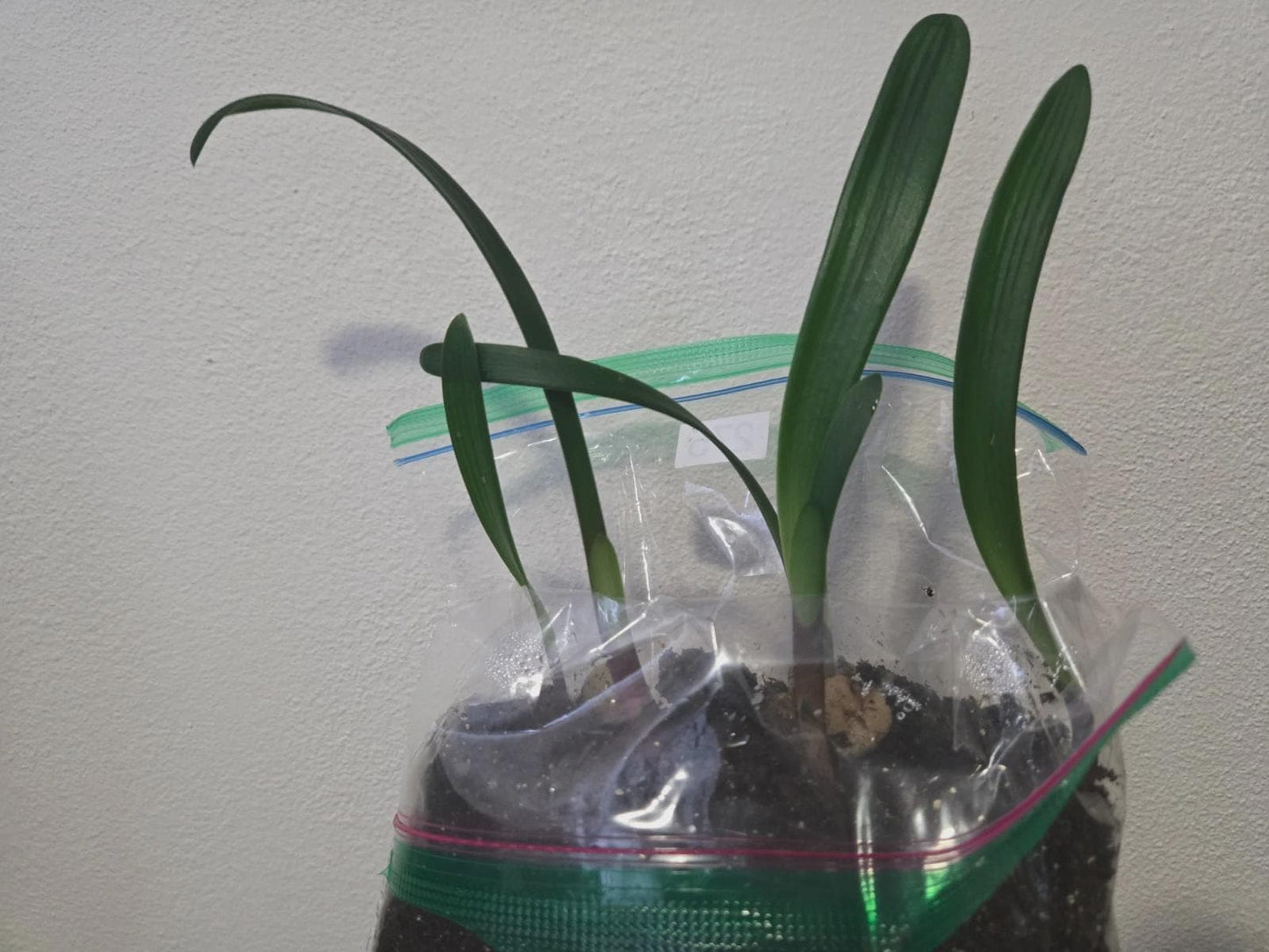 Clivia gardenii x jolly golly seedling heat pack priority shipping one plant