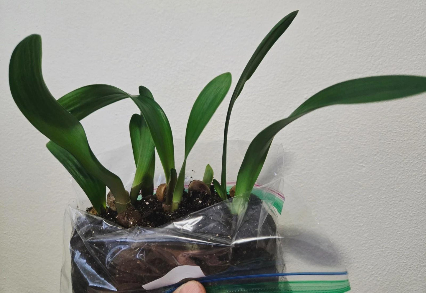 Clivia yellow stud seedling heat pack priority shipping 4-5" tall one plant