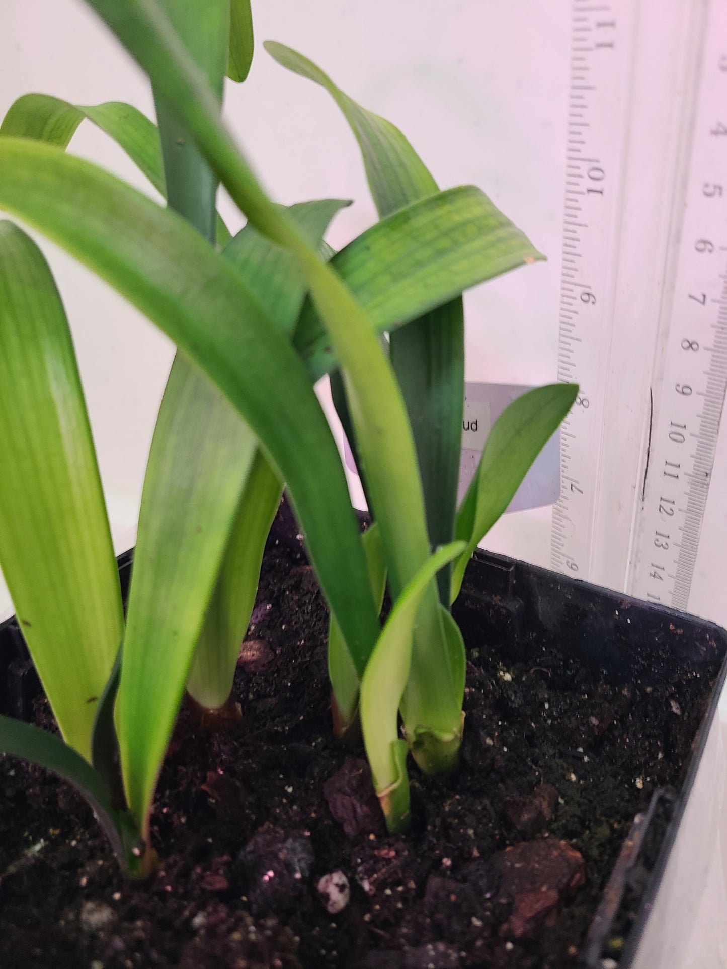 Clivia yellow stud 4-5" tall one plant