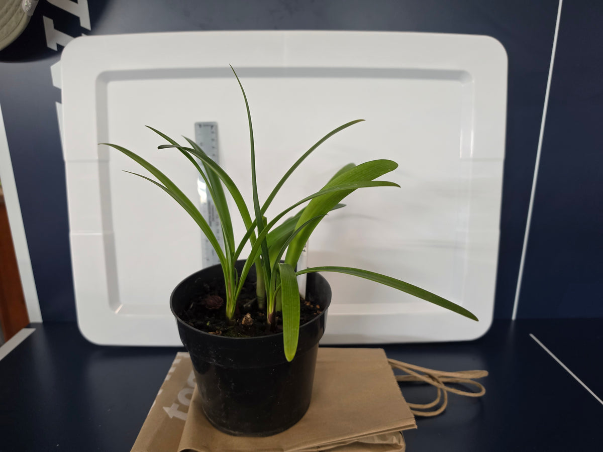 Clivia dark red caulescens one plant