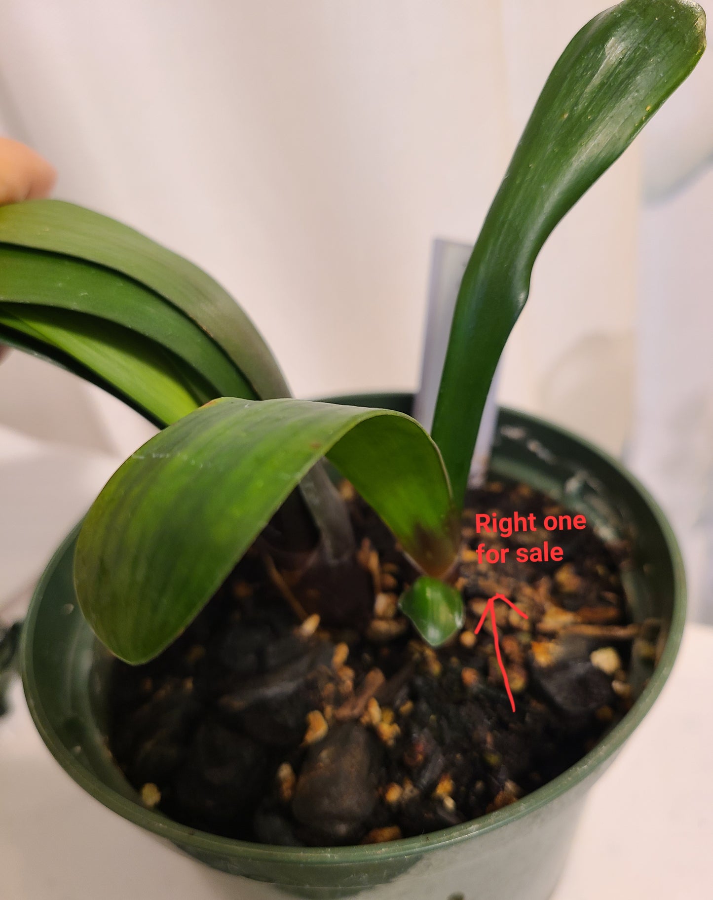 Clivia Jeanette's red hybrid 5-6 inches tall one plant