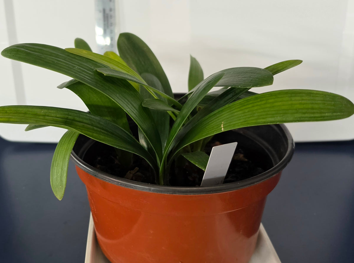 Clivia pink green throat X Blazing sun 4-5 leaves