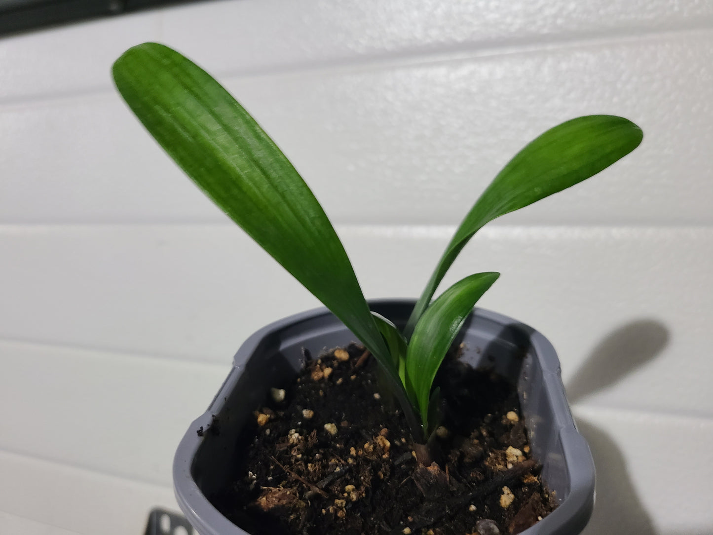 Seedling Clivia compact red/dark orange with green throat one seedling 4-5" inches tall one plant