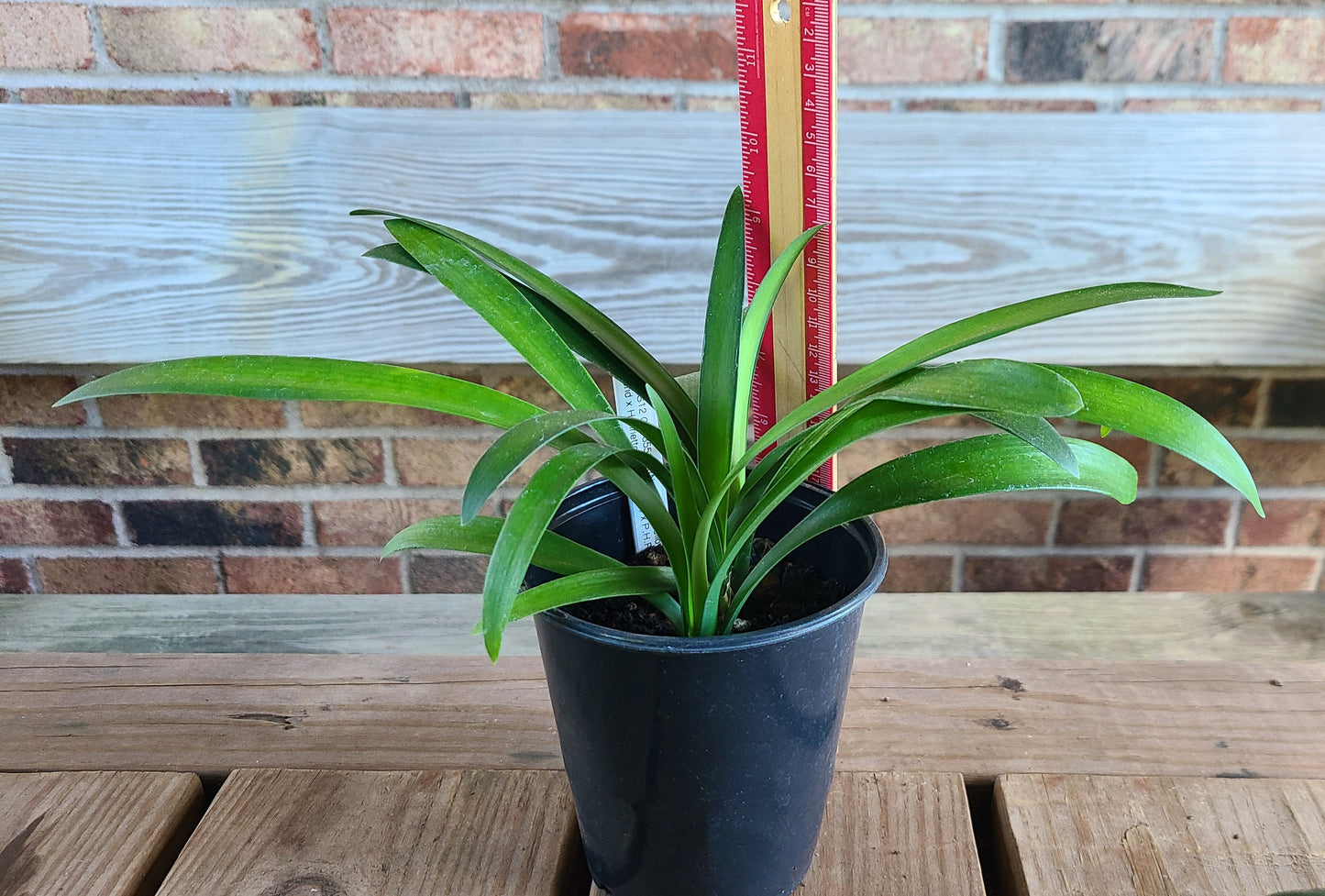 Clivia cross (Nakamura yellow hybrid X Henriette Stroh peach) X 'P.H.P.' open pollinated 5-6 leaves one plant