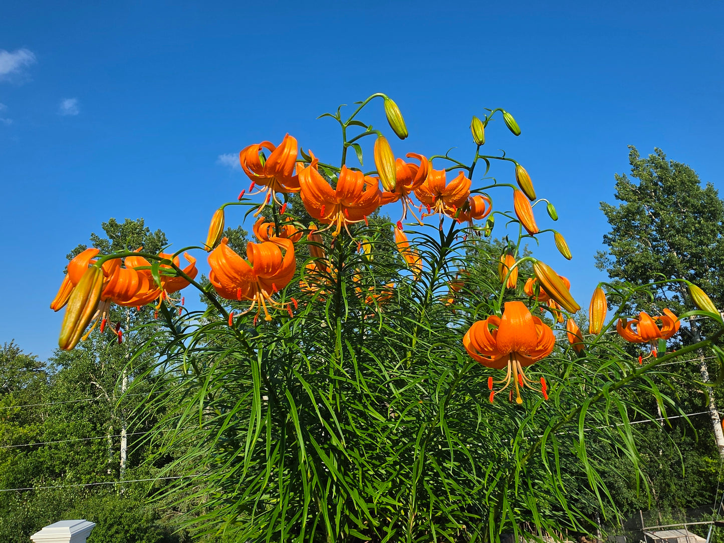 Lilium species lilium davidii unicolor rare plant Lanzhou lily baihe flowering size plant