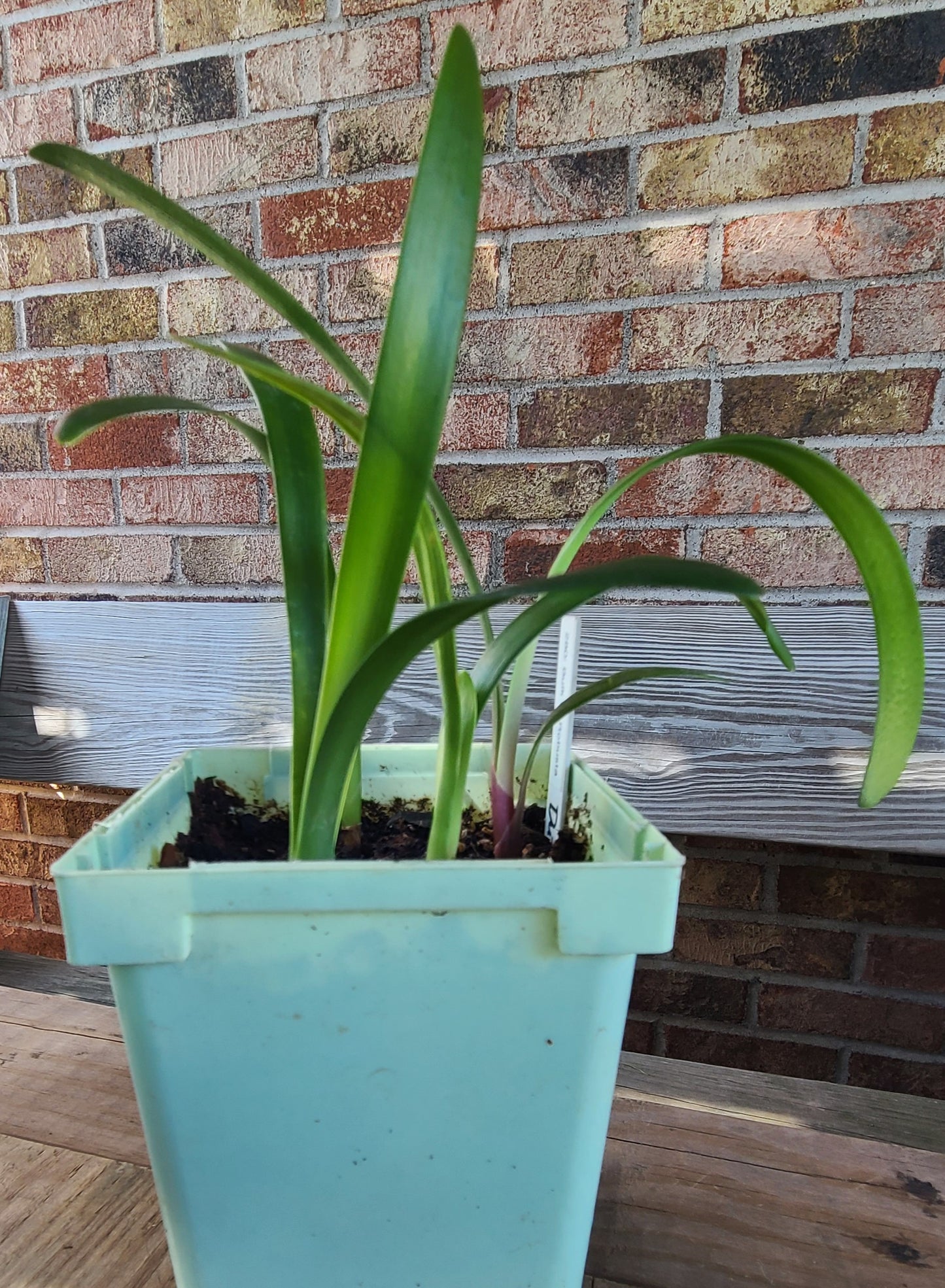 Clivia Robusta plant 4-7 inches tall one plant