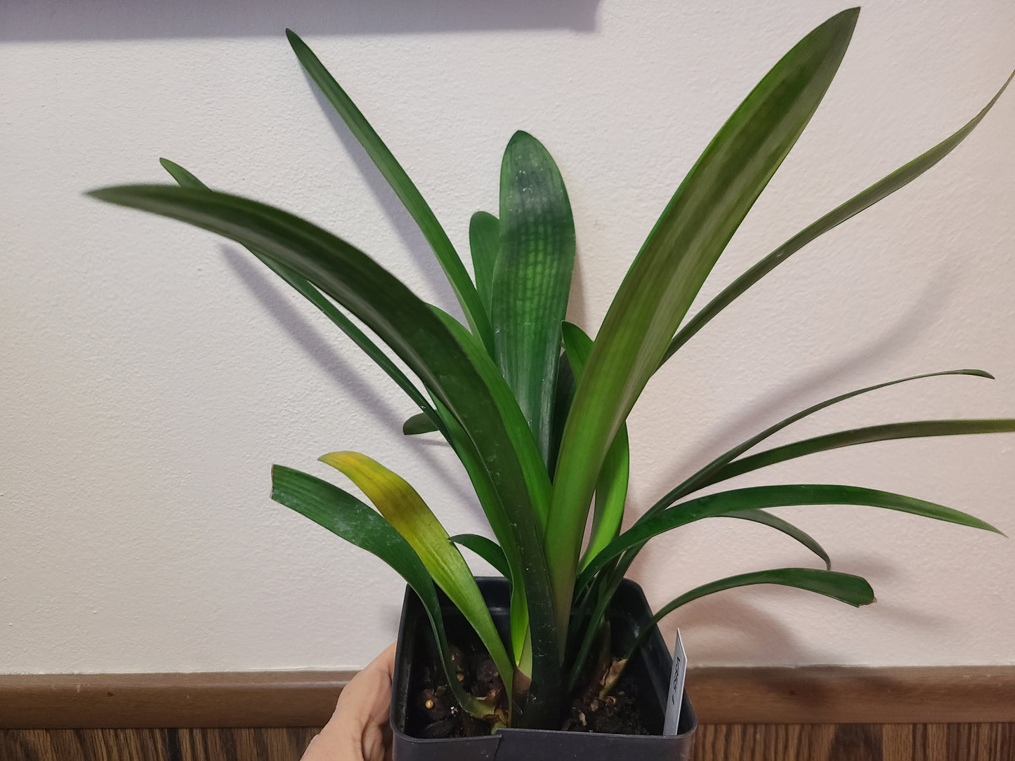 Clivia interspecific seedling crossed between Splash and (Natal Yellow x One Love Pink/Bronze) 3-4 leaves one plant