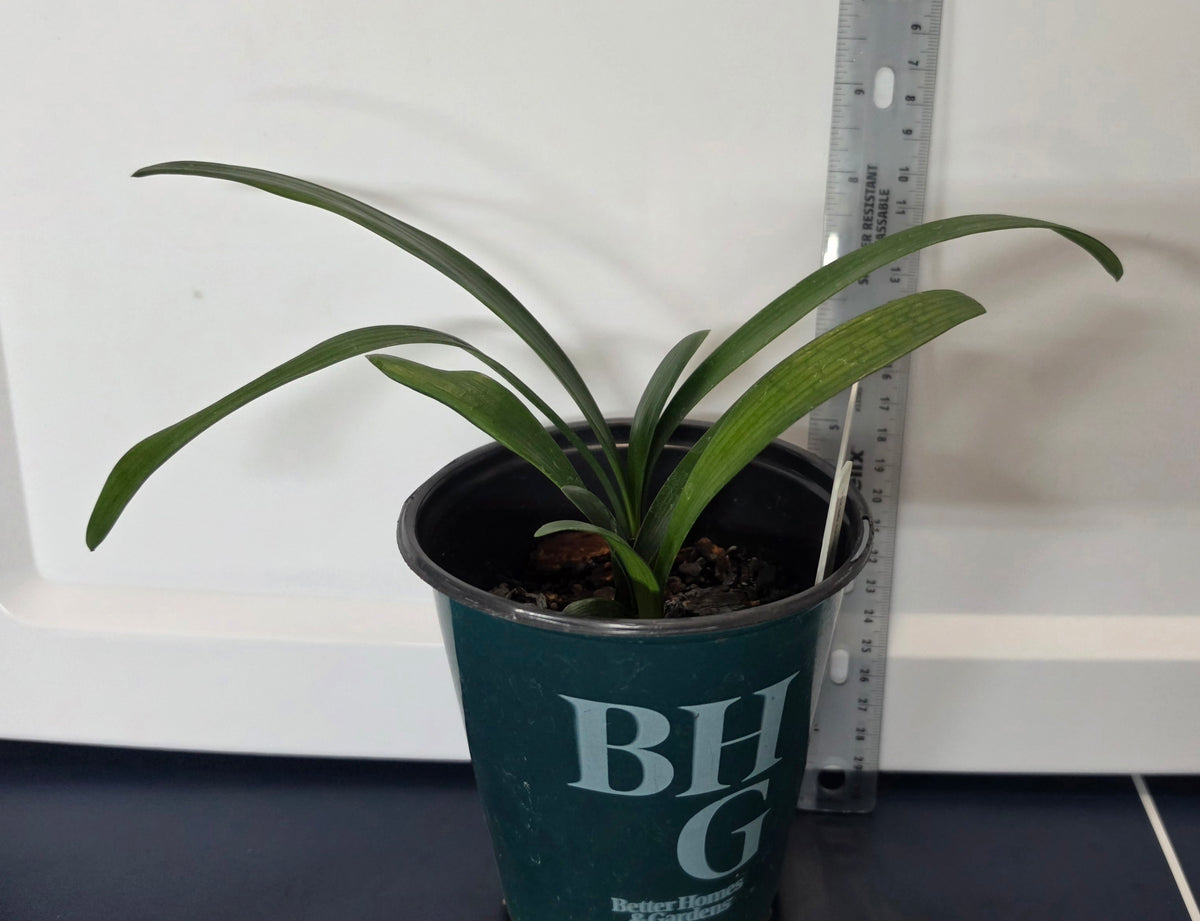 Clivia compact hirao cross orange with large green throat white edge one plant 2 years old 3-4 leaves