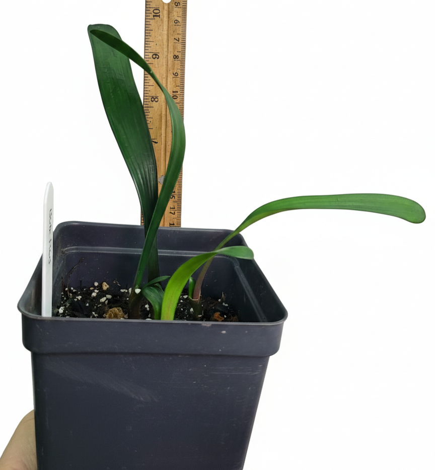 Clivia red miniata heat pack 4-6" tall one plant