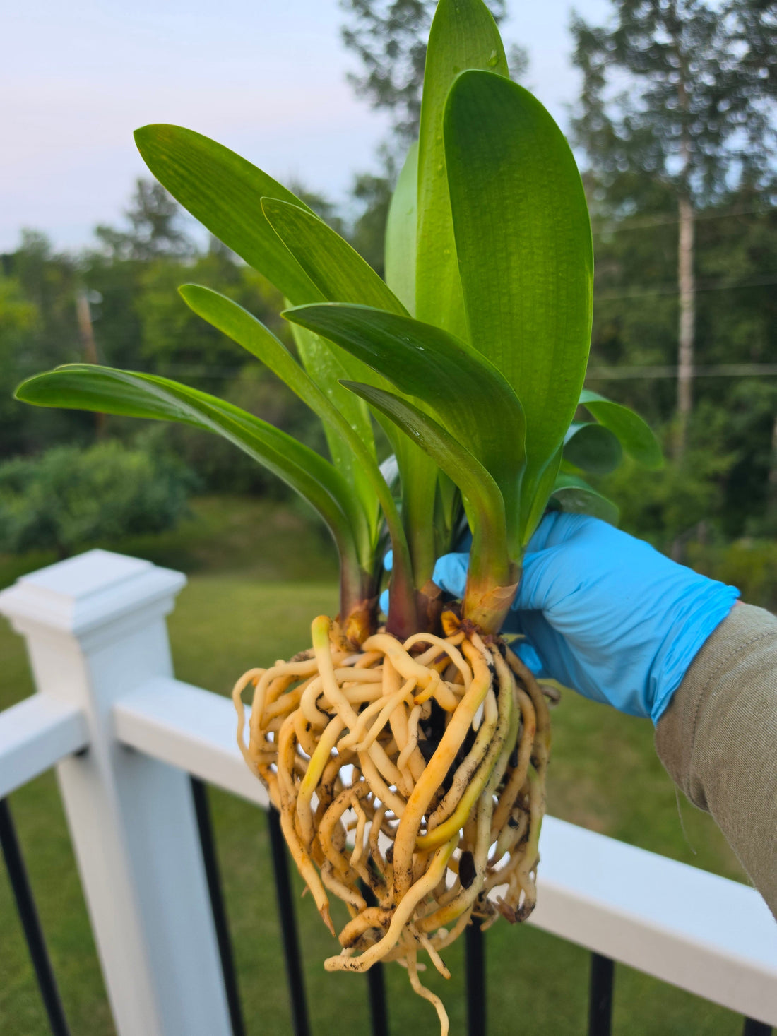 How to Repot Clivia
