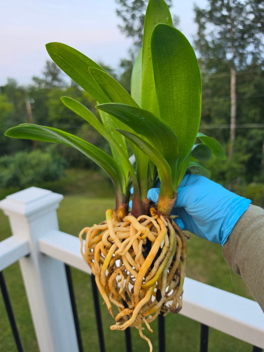 How to Repot Clivia