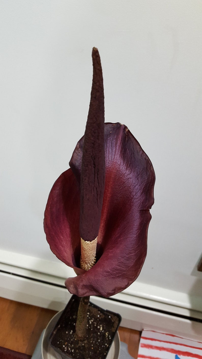 Amorphophallus konjac  unique, exotic gift 1 plant/bulb