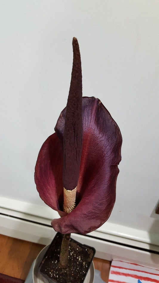 Amorphophallus konjac  unique, exotic gift 1 plant/bulb