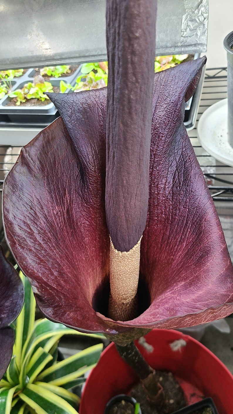 Amorphophallus konjac  unique, exotic gift 1 plant/bulb