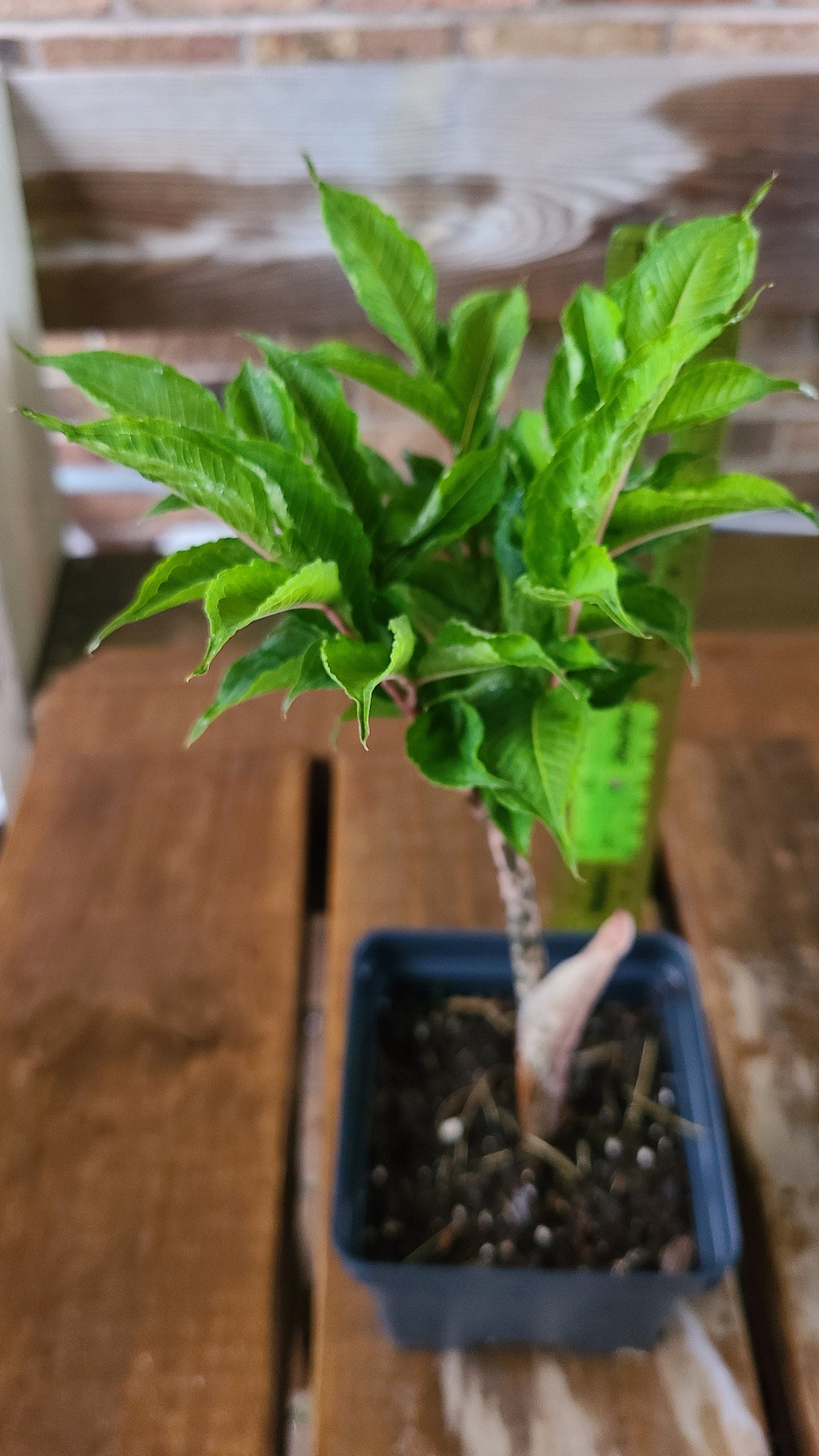 Amorphophallus konjac  unique, exotic gift 1 plant/bulb