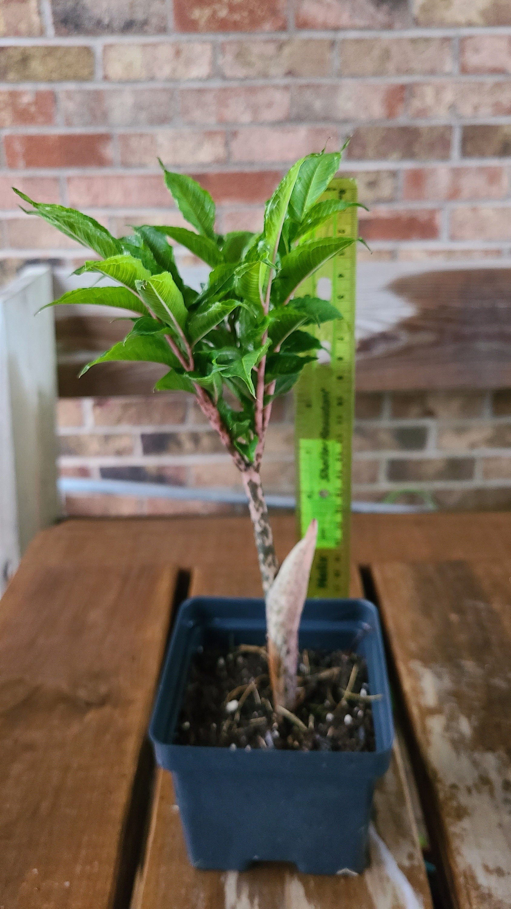 Amorphophallus konjac  unique, exotic gift 1 plant/bulb