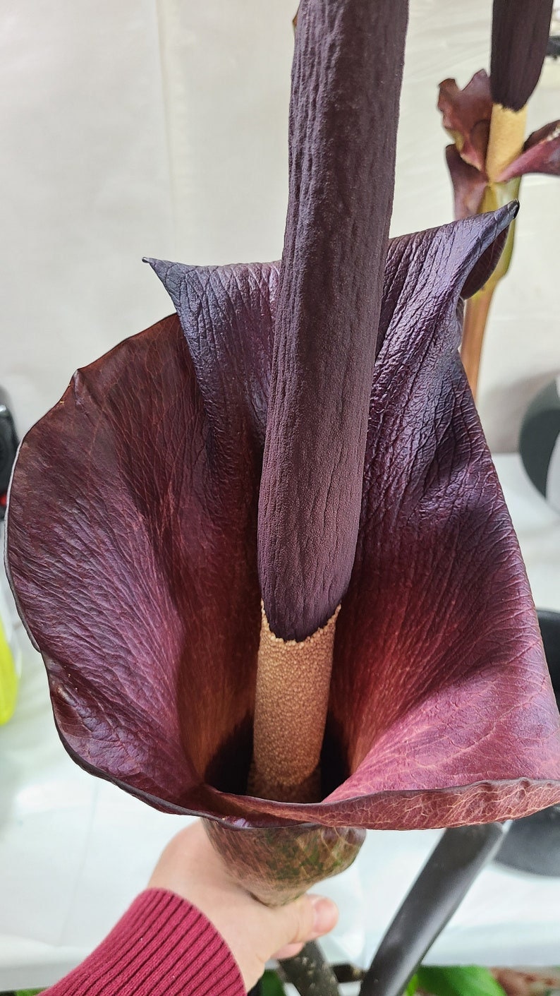 Amorphophallus konjac  unique, exotic gift 1 plant/bulb