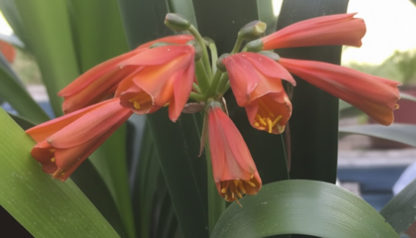 Clivia interspecific seedling Bronze Tube 4-5 inches tall one plant