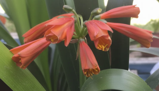 Clivia interspecific seedling Bronze Tube 4-5 inches tall one plant